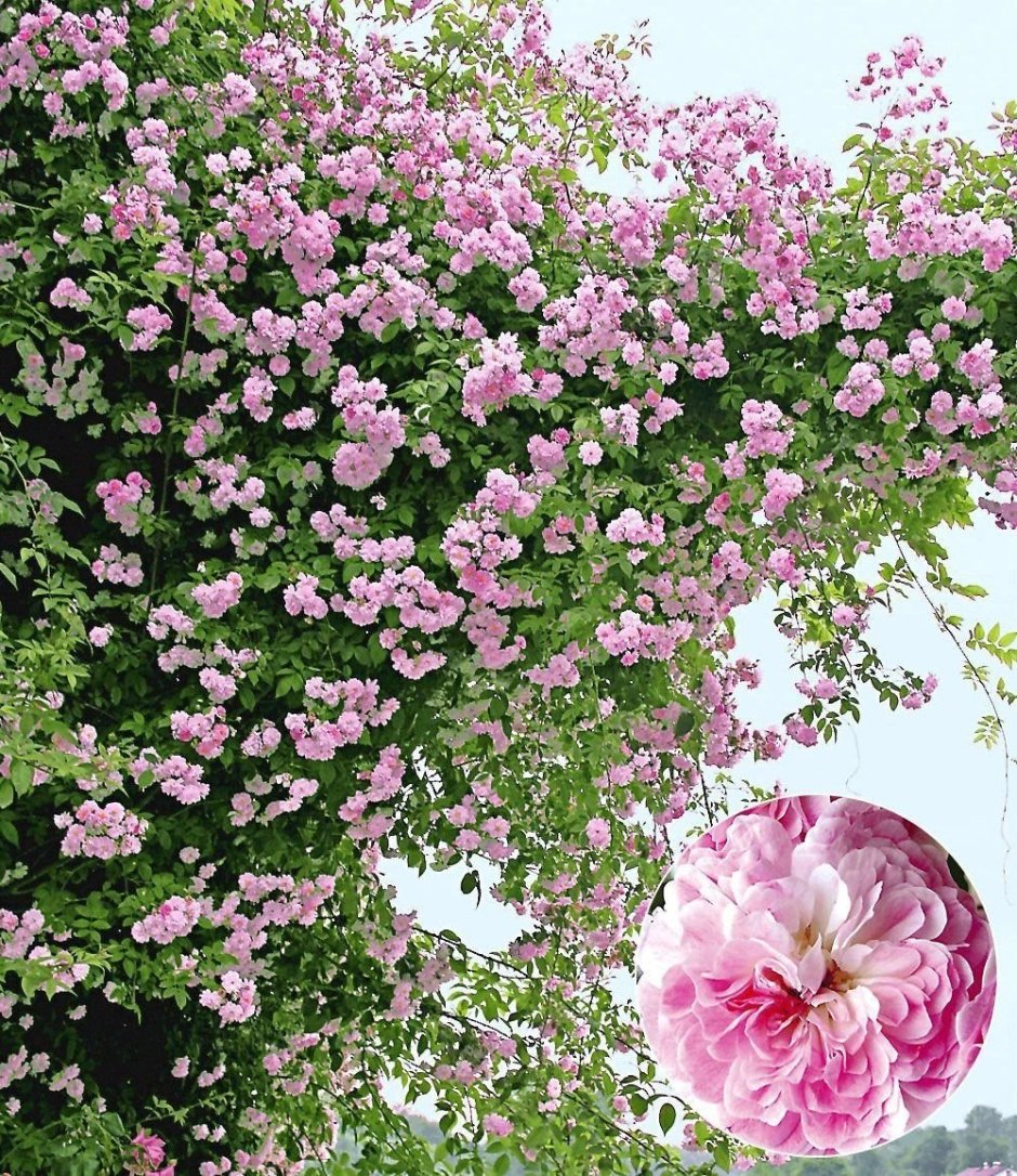 Роза плетистая мелкоцветковая
