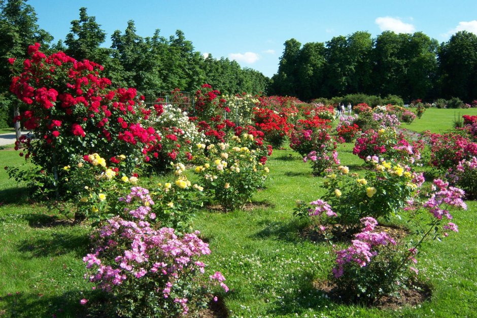 Розы кустовые Ричмонд парк
