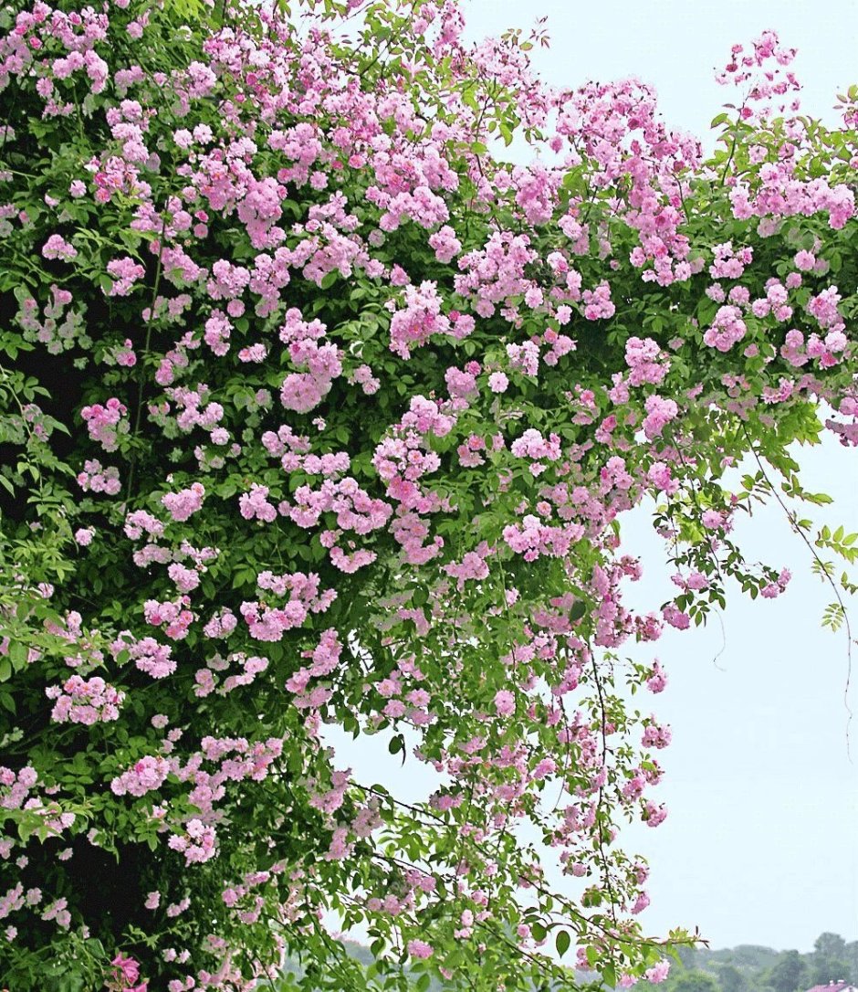 Роза плетистая мелкоцветковая сорта