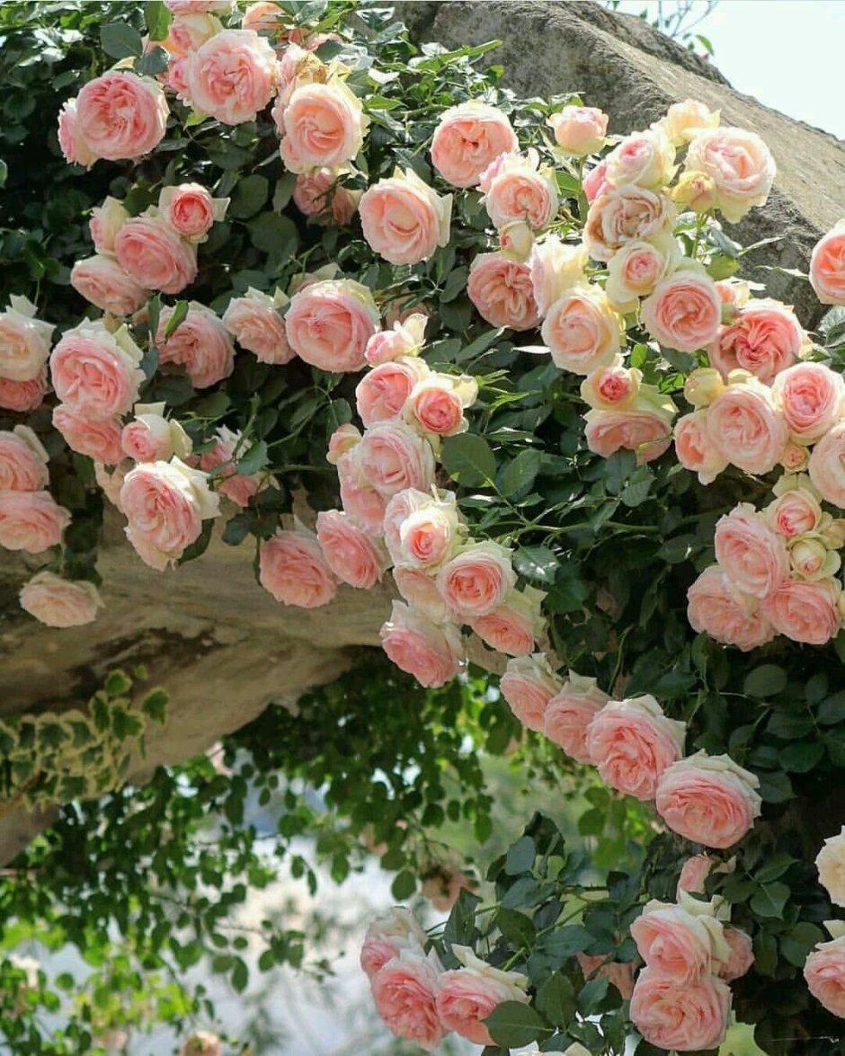Роза плетистая Пьер де Ронсар