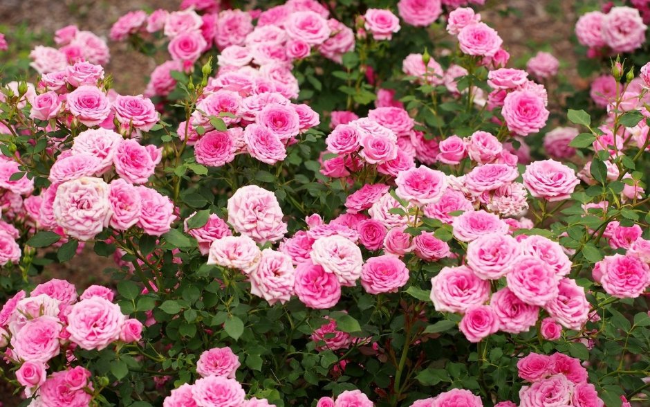 Роза Садовая кустовая мелкоцветковая
