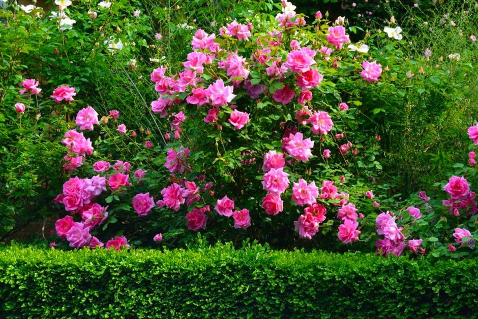 Декор Роуз роза Парковая