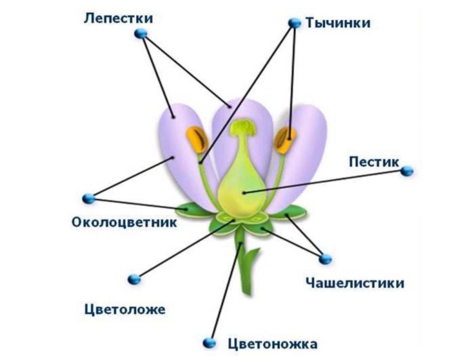 Луковичные околоцветник раздельнолисточковый