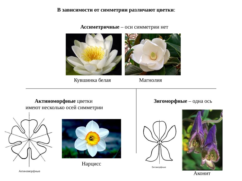 Околоцветник венчиковидного типа