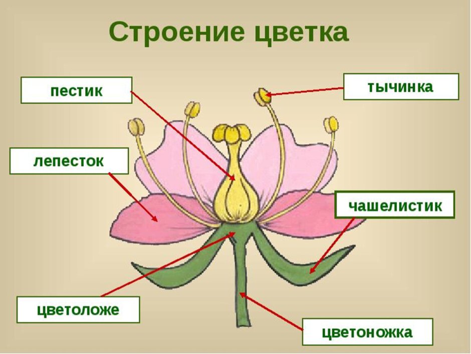 Зигоморфная форма цветка