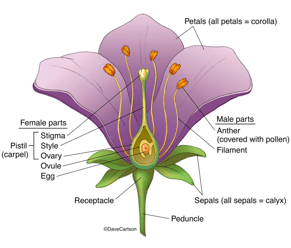 Околоцветник лилии