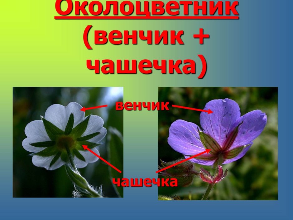 С цветком двудольные растения Покрытосеменные
