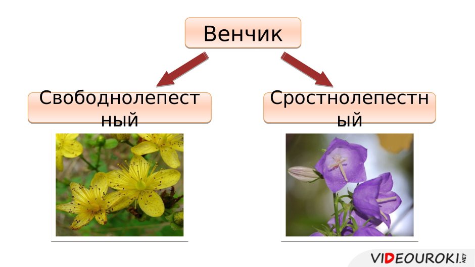 Формула цветка 5 класс биология