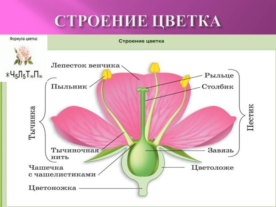 Строение цветка вишни и тюльпана