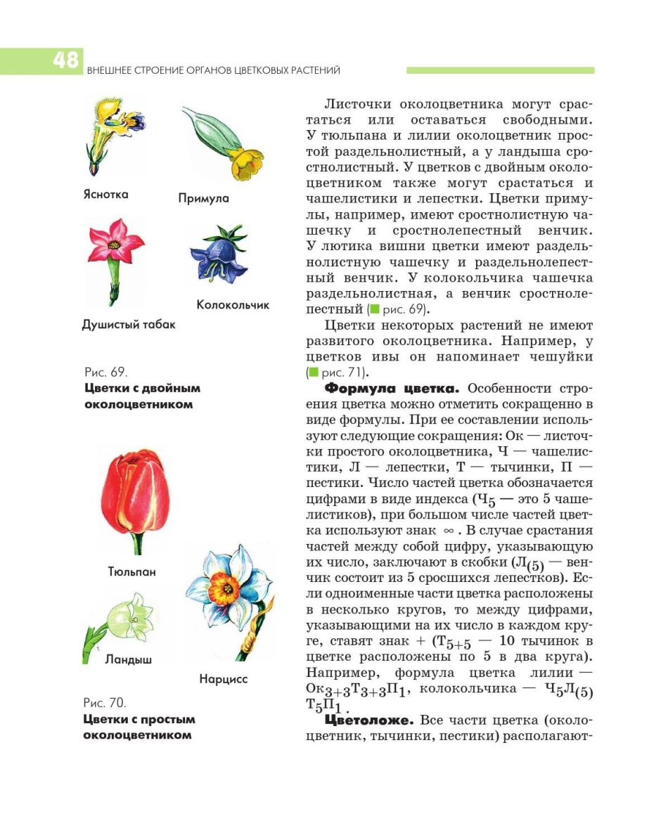 Пестиков и тычинок у цветка.