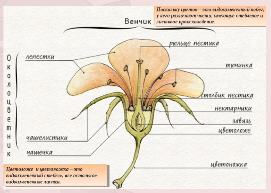 Рыльце пестика функции в цветке