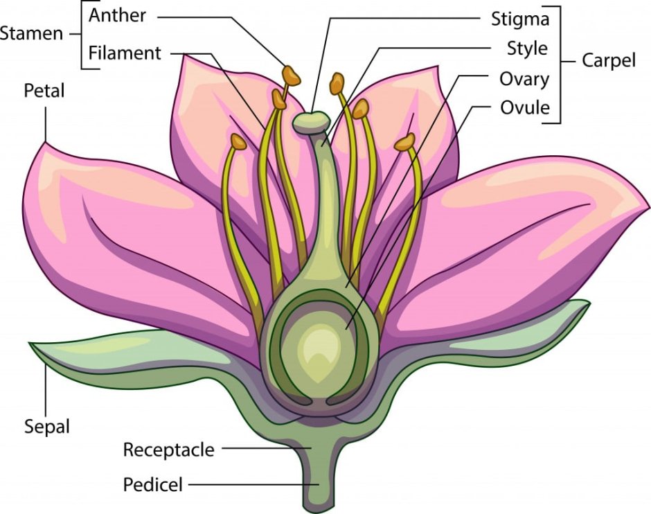 Строение частей цветка
