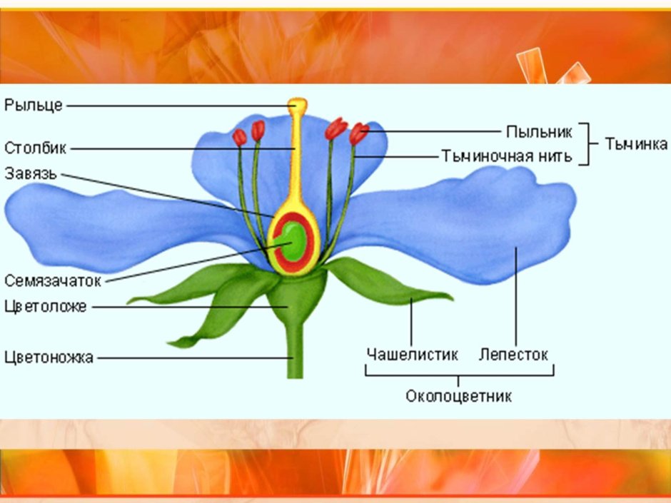Цветок и его строение 6 класс биология