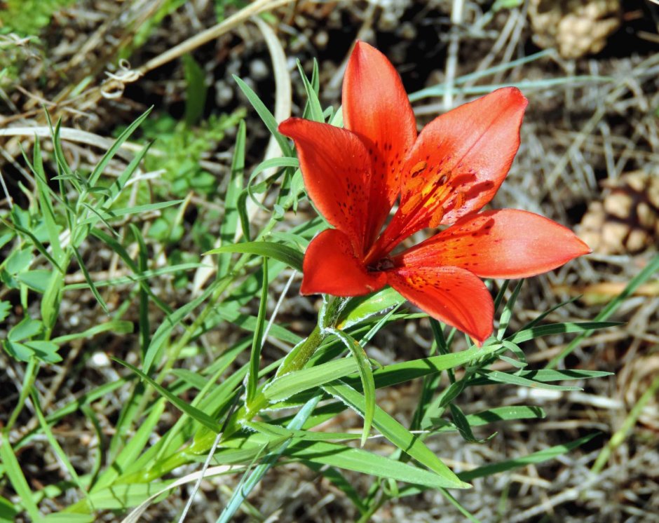 Лилия саранка красная