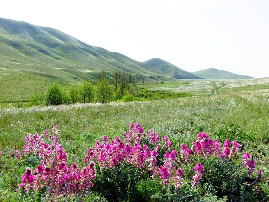 Оренбургский Степной заповедник