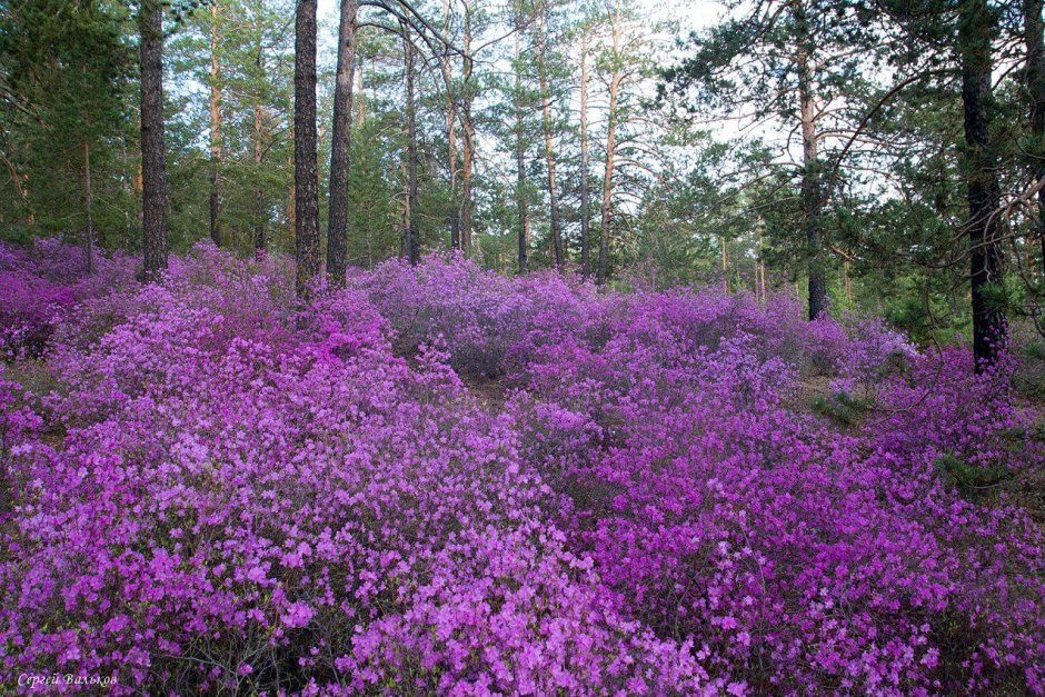 Рододендрон Даурский Забайкалье