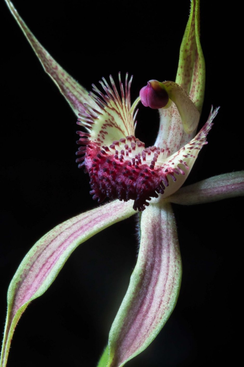 Caladenia melanema