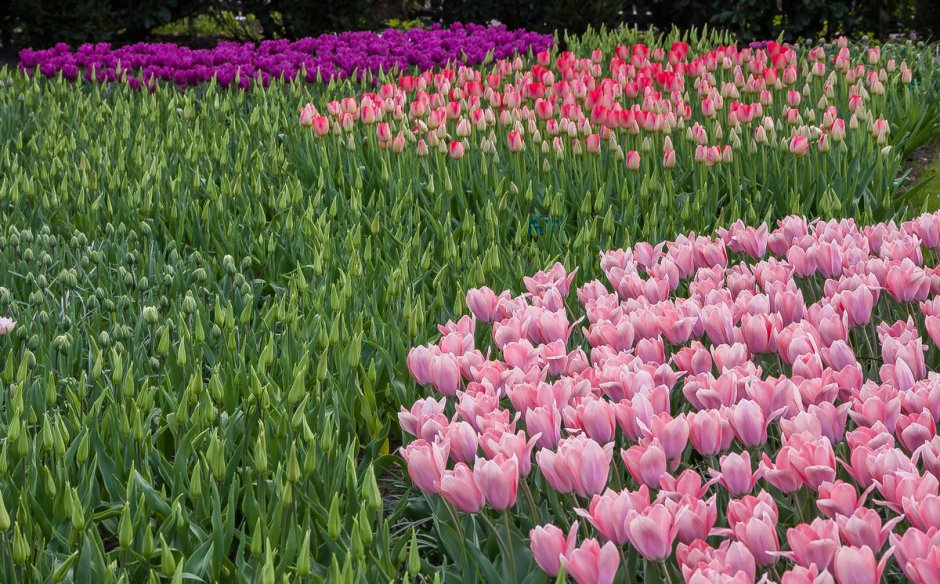 Tulips im 11-105 фото