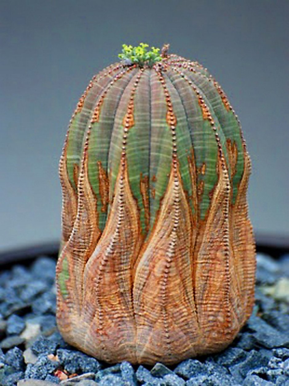 Суккулент Euphorbia obesa