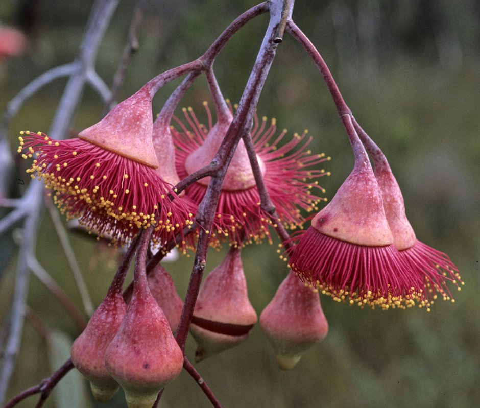 Эндемики Австралии растения эвкалипт