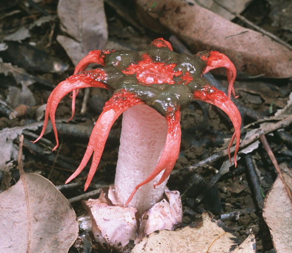 Необычные ядовитые грибы