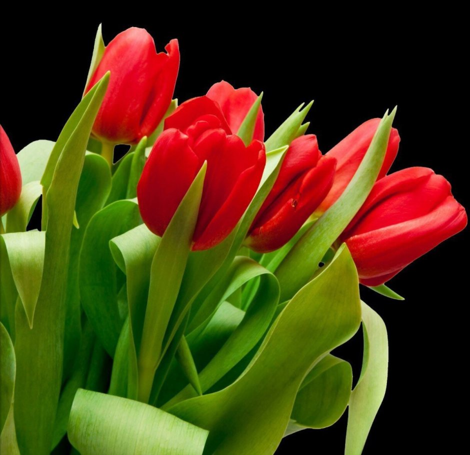 Красные тюльпаны Эстетика