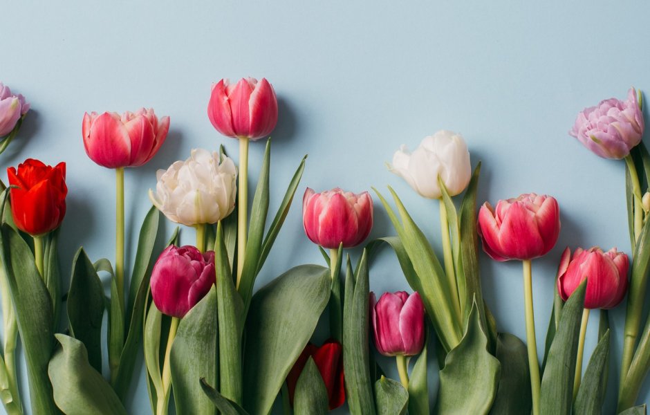 Самые красивые тюльпаны в мире фото