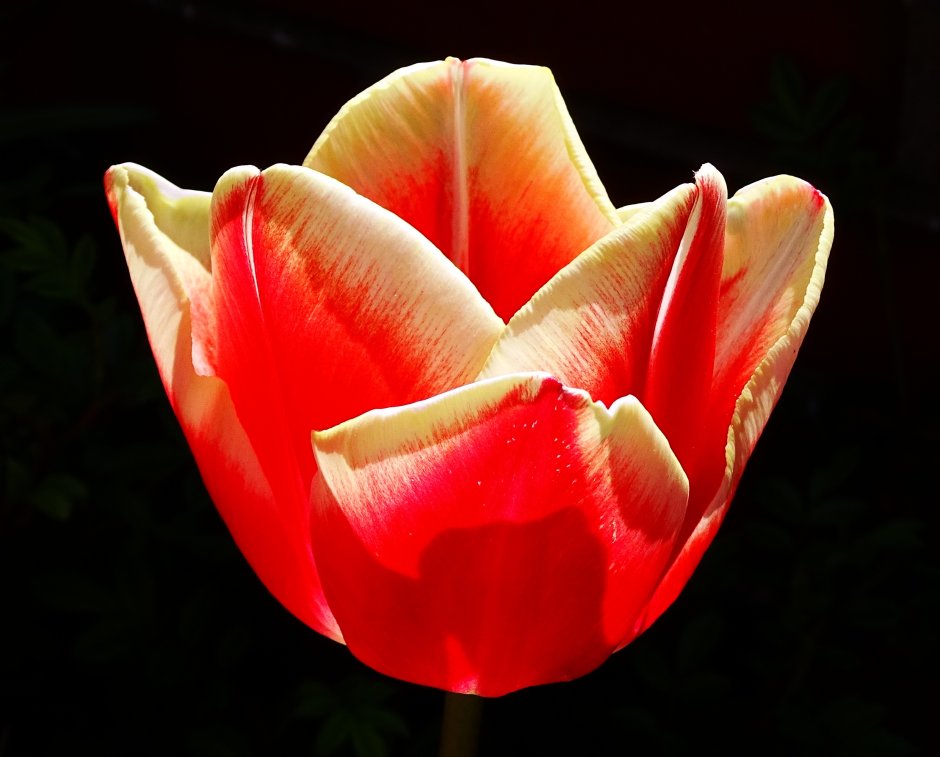 51 Пионовидный тюльпан
