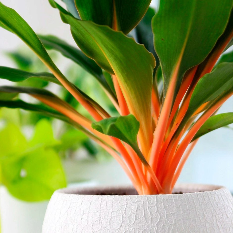 Комнатное растение с оранжевыми цветами