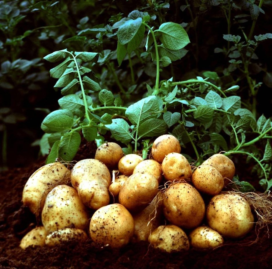 Сорт картофеля Ариэль