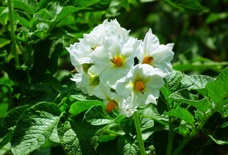 Декоративная картошка цветы