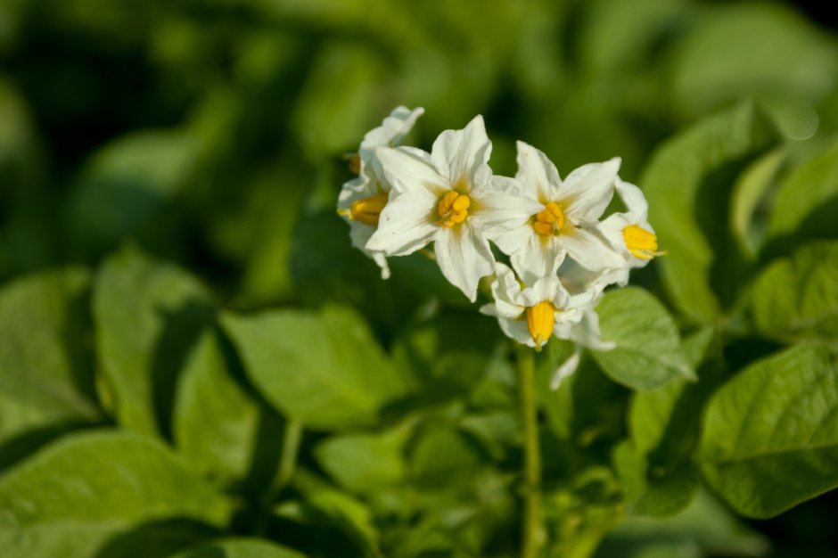 Solanum tuberosum цветок