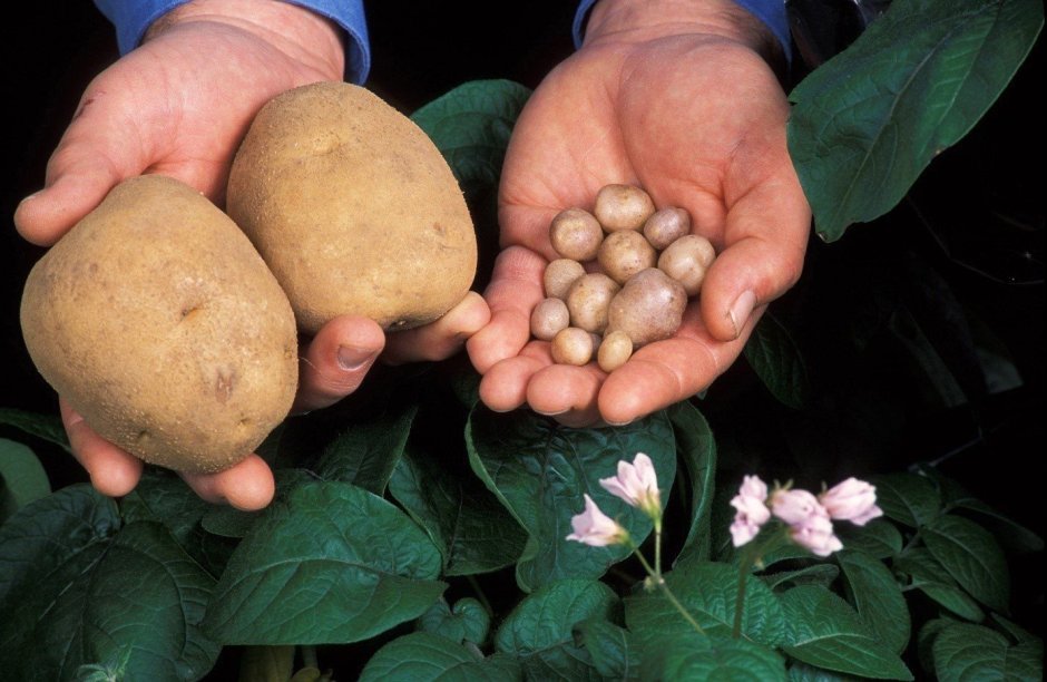 Картофель дикий (Wild Potatoes
