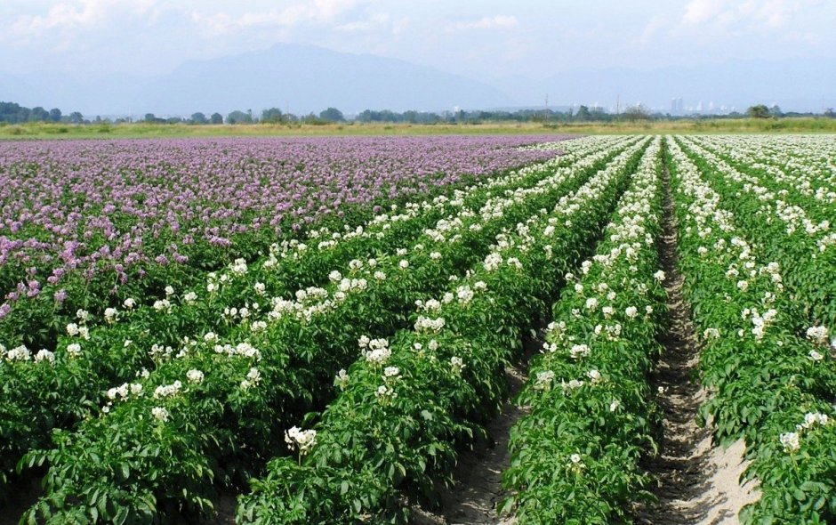 Иран картофель плантации