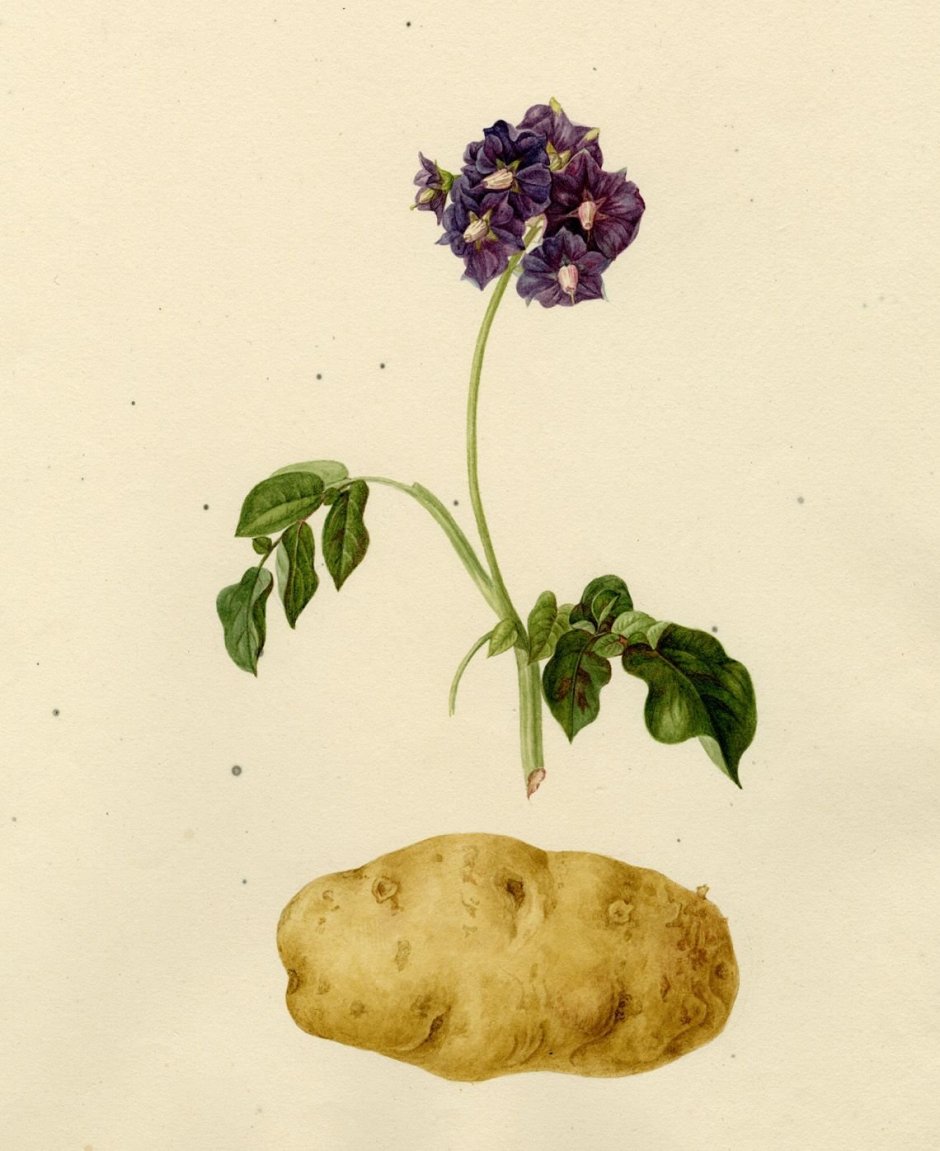 Картофель Solanum tuberosum Ботанический рисунок