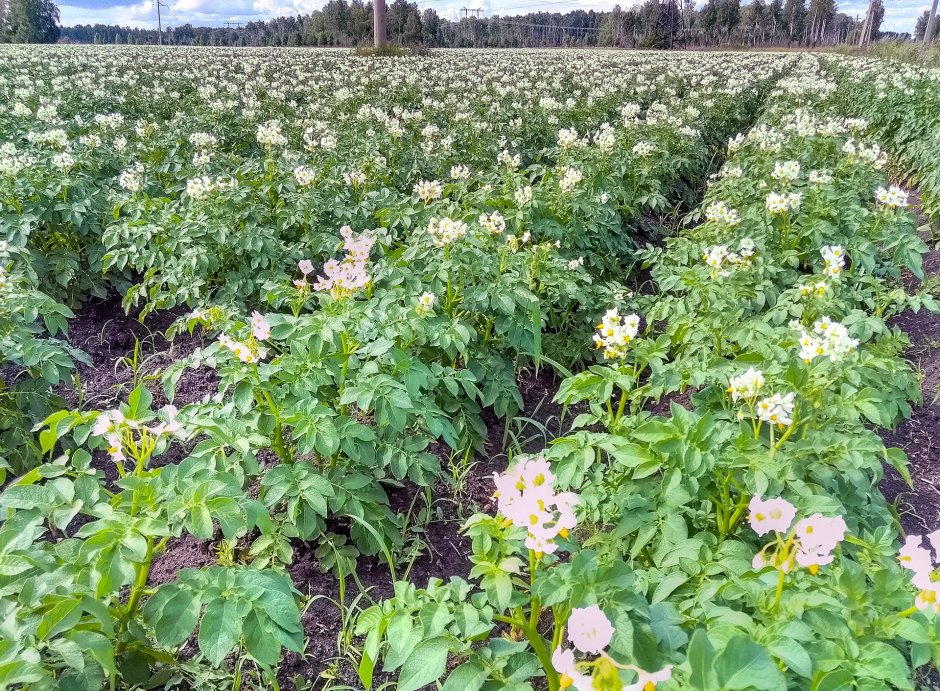 Жуковский ранний картофель цветение
