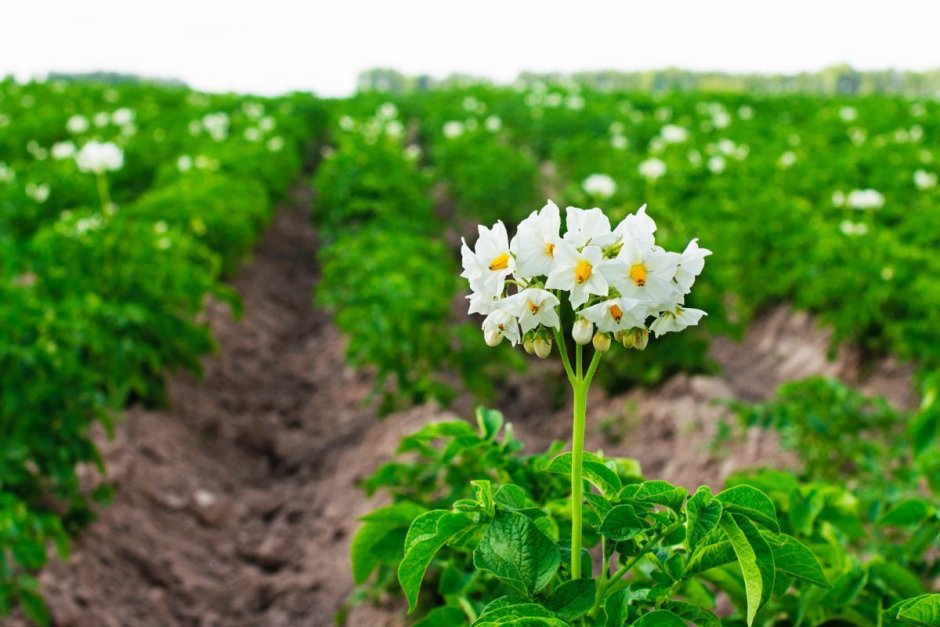 Картофельное поле цветет