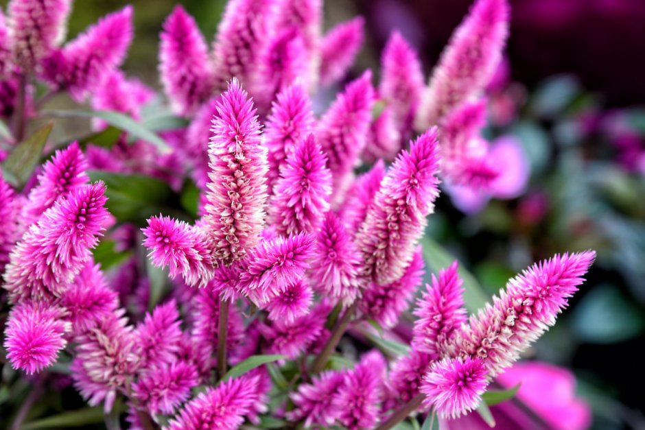 Растение с розовыми пушистыми соцветиями