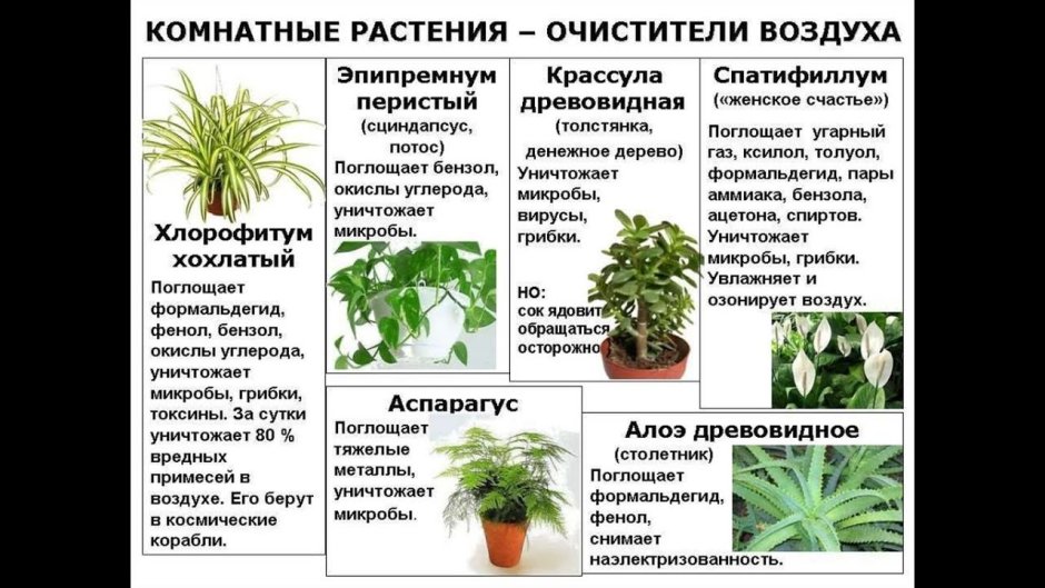 Горшечные растения