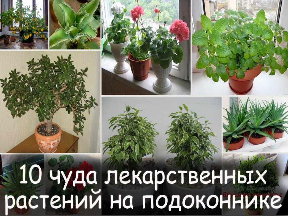Лечебные комнатные растения