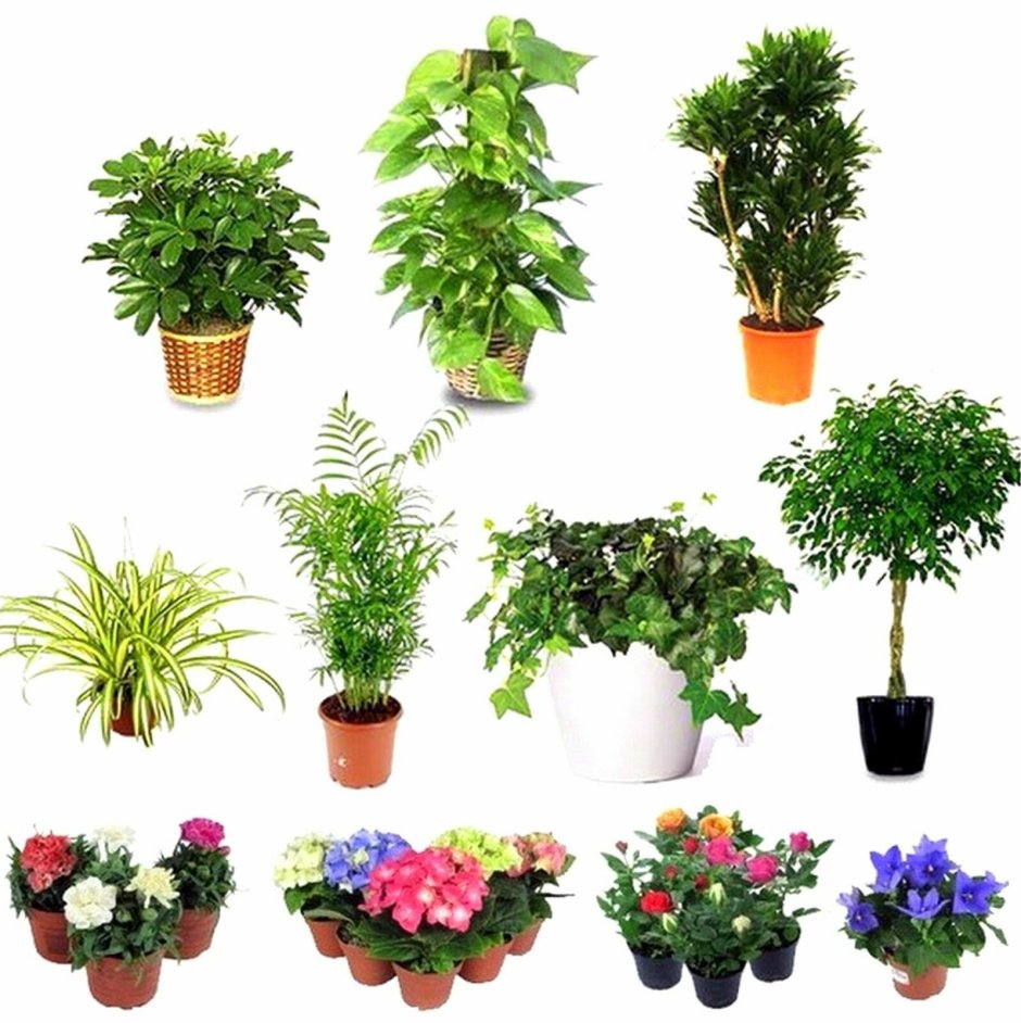 Популярные комнатные растения