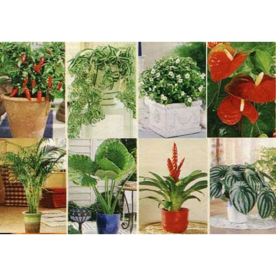 Аллергенные комнатные растения