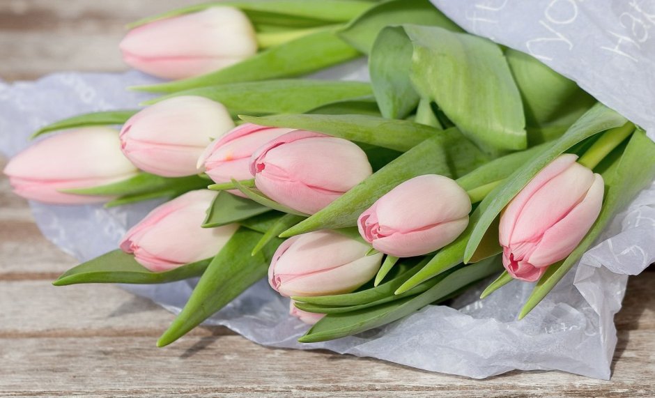 Пудровые тюльпаны