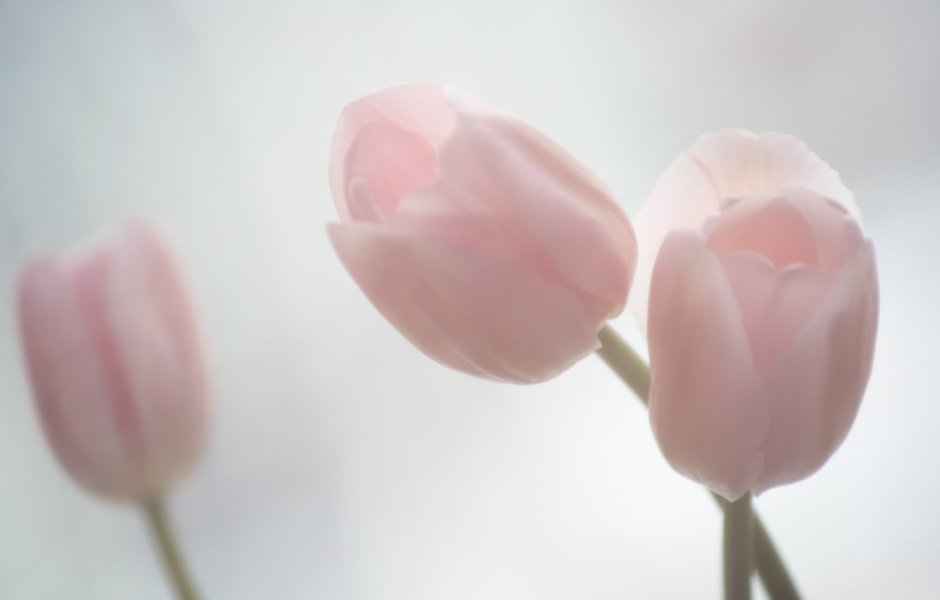 Тюльпаны бледные
