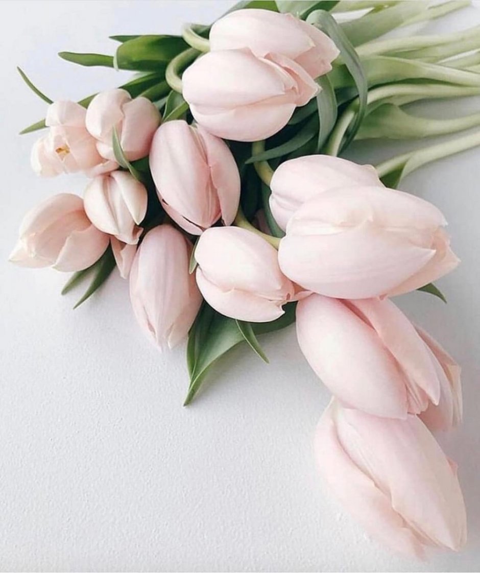 Бледно розовые тюльпаны