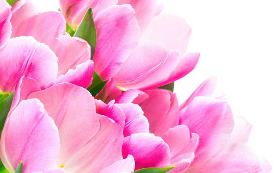Цветочный фон тюльпаны