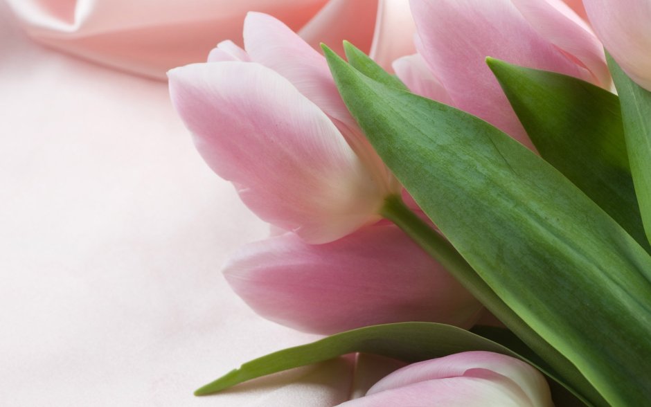 Нежно розовые тюльпаны фото