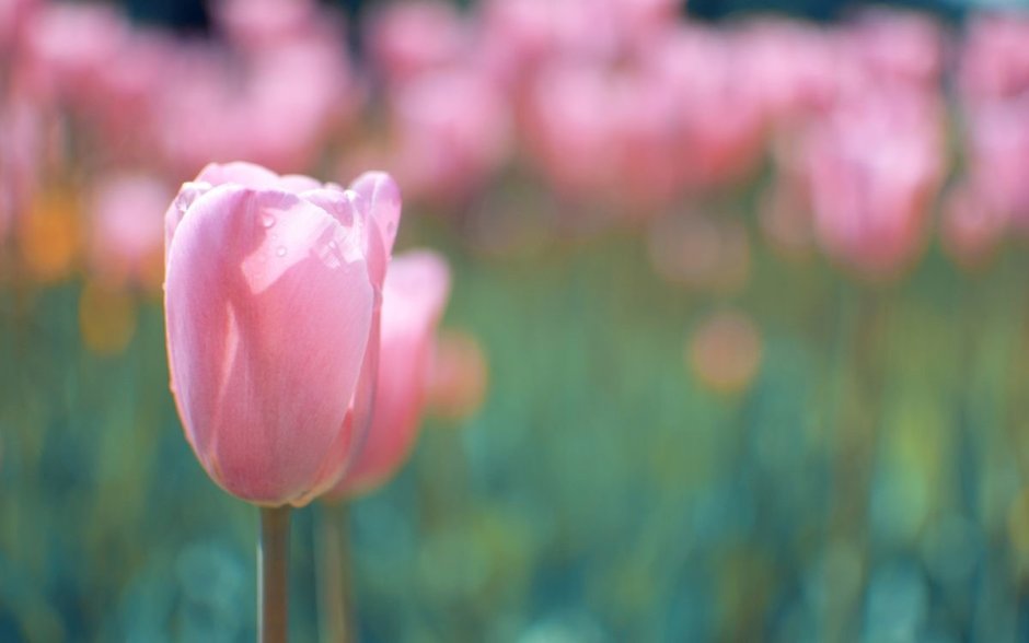 Розовые тюльпаны макро