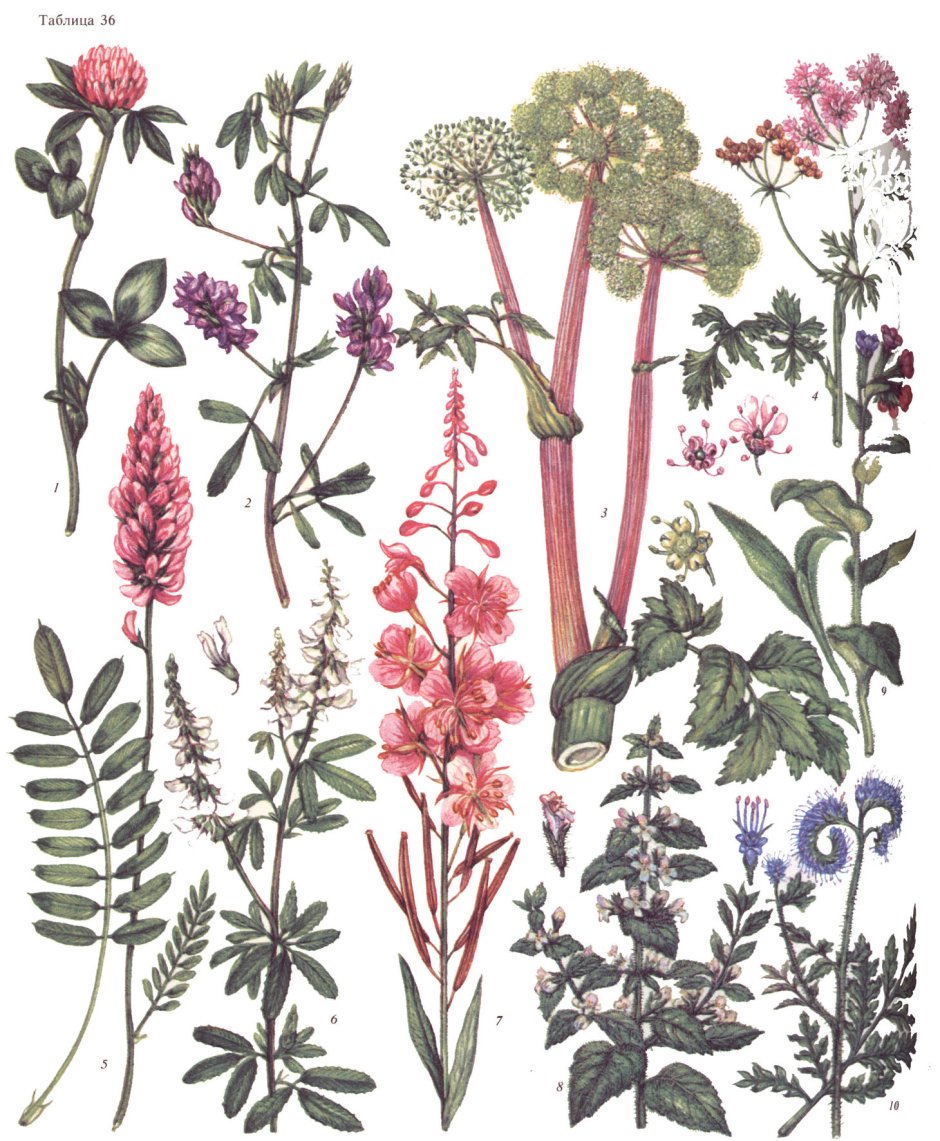 Гербарий медоносные растения (24 вида)