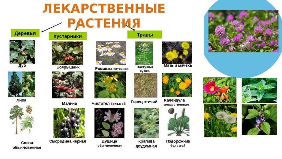Лечебные растения